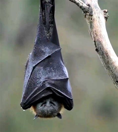 fascinating bat hanging upside  natura animali disegno