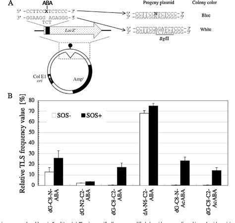 Figure 2 From Translesion DNA Synthesis Across Various DNA Adducts