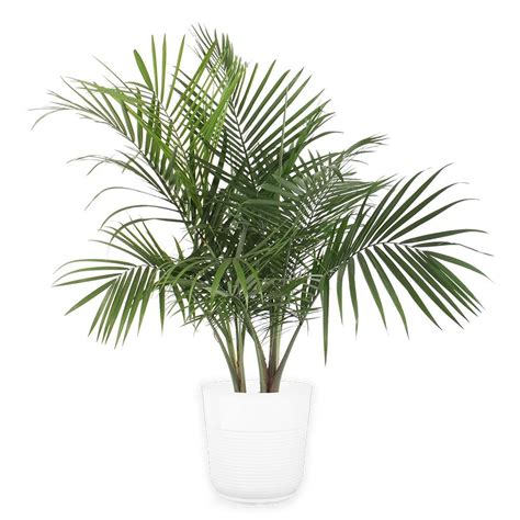 House Plants That Look Like Palm Trees Treats Weblogs Slideshow