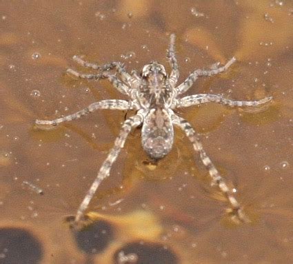 Spider On Water Arizona Arctosa Littoralis Bugguide Net