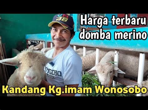 Domba Batur Domba Merino Kandang Kg Imam Wonosobo Youtube