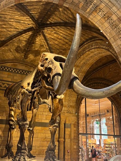 Giant dinosaur bones (London trip part5) | Dinosaur museum, Giant ...