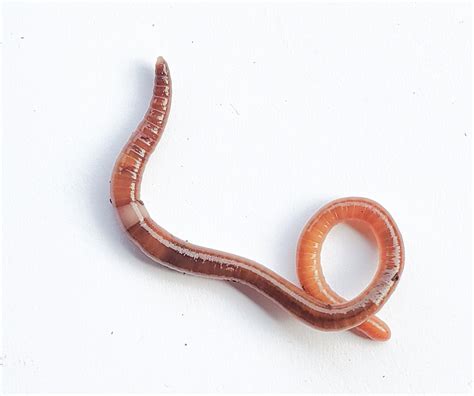 No Don’t Use Them For Bait Everything To Know About New York’s Invasive Jumping Worms