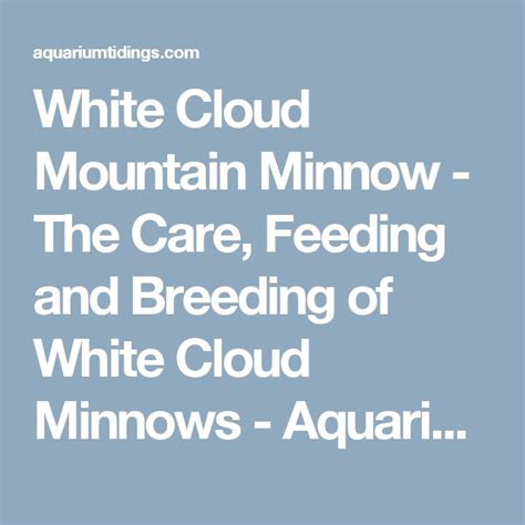 White Cloud Mountain Minnow - The Care, Feeding and Breeding of White Cloud Minnows - Aquarium ...