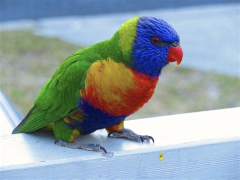 Juvenile Rainbow Lorikeet South Durras Nsw Mark Herron Flickr