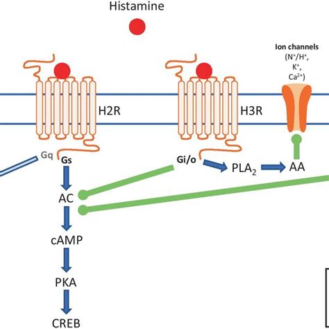 Schematic Depicting The Canonical Pathways For Each Histamine Receptor