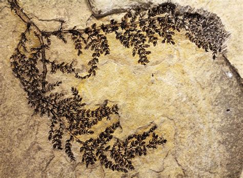 World's Oldest Known Flower Is 130 Million Years Old | WNYC | New York ...