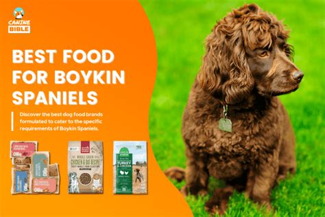 Best Dog Food For Shih Tzus 2024 Adult Puppy Dry Allergies And More