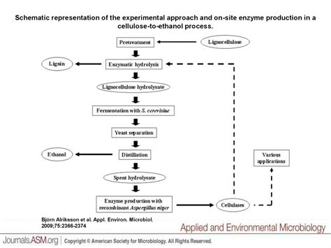 Cellulase Introduction Source Online Presentation