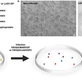 CCZ1 Knockout Reduces MARV And EBOV Infection In Blood Vessels