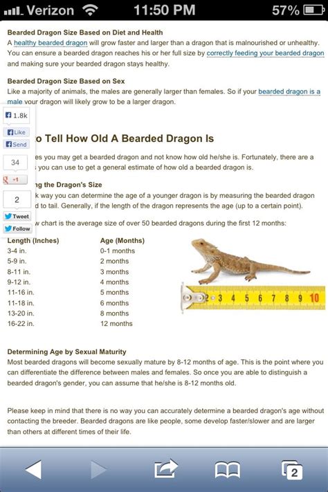 baby bearded dragon diet chart - Malcom Pogue