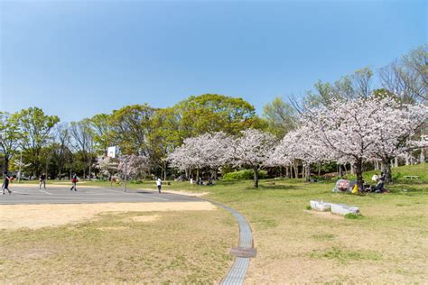 見上げて歩く、桜さんぽ。枚方のおすすめお花見スポット・桜の名所2024【枚方まとめ】 大阪府枚方市の観光情報誌『ひらいろ』