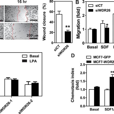 Wdr Promotes Breast Cancer Cell Migration And Invasion A C