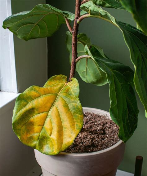 Fiddle leaf fig pruning: expert tips on how and why to do it | Homes ...