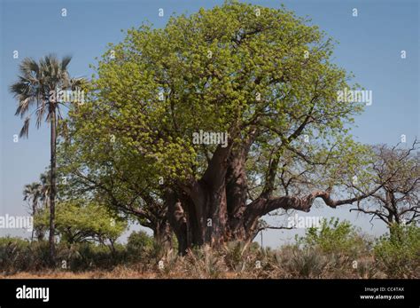 Africa Botswana Tuba Tree Baobab Tree Baobab Adansonia Stock Photo Alamy