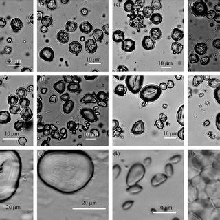 Starch grains from some modern species in North China. (a) Starch ...