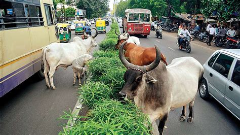 Cm Yogi Adityanath Suspends Eight Officers For Cattle Negligence In