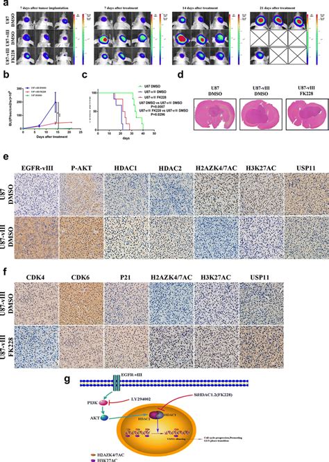 Fk Suppressed Gbm Cell Xenograft Growth In Nude Mice A The Extent