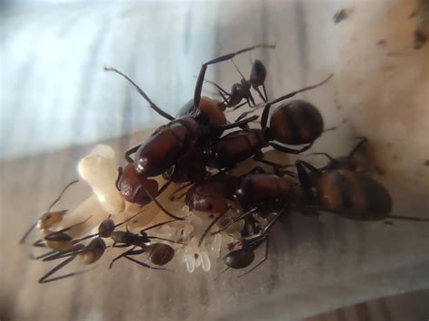 Camponotus Nicobarensis Vente De Colonies Polygynes