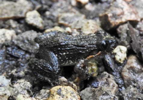 Sabinal Frog from Carretera cenotes Mérida Yuc México on June 24