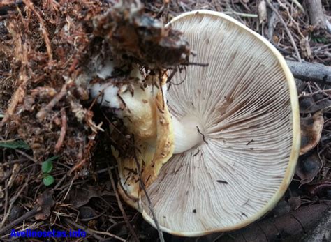 Agaricus Arvensis