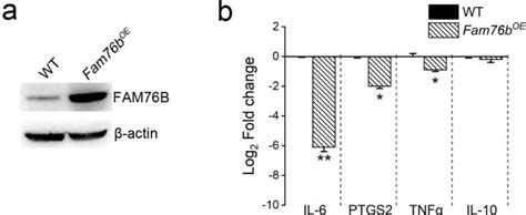 Fam76b Regulates Nf κb Mediated Inflammatory Pathway By Influencing The