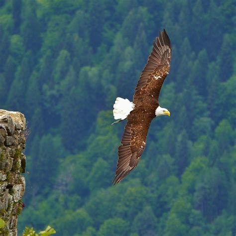 Abenteuer Affenberg T Glich Gratis Mit Der K Rnten Card