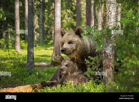 European Brown Bear Cubs High Resolution Stock Photography and Images ...