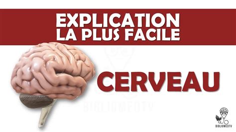 L Explication La Plus Facile Le Cerveau YouTube