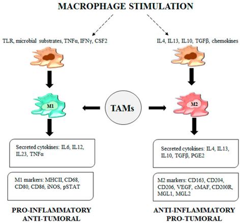 Cancers Free Full Text Tumor Associated Macrophage Status In Cancer