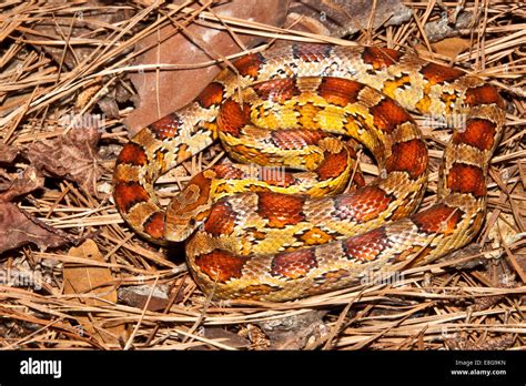 Corn Snake Pantherophis Guttatus Stock Photo Alamy