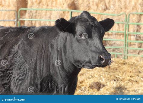 Una Vaca De Angulas Negras En Un Feedlot Imagen De Archivo Imagen De