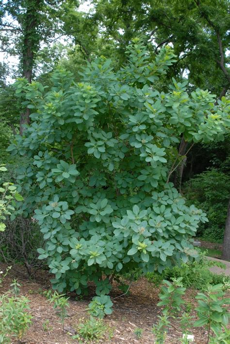 Cotinus obovatus (American Smoketree, Chittamwood, Smokebush, Smoke ...