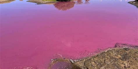 Pond in Hawaii mysteriously turns bright pink: ‘It is unlike anything I ...