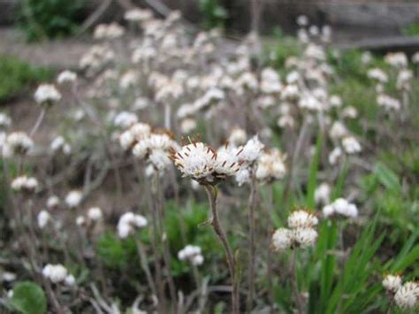 Pin on North American Wildflowers