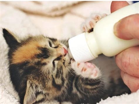 Чем заменить кошачье молоко для новорожденного котенка | Кошка.ru | Дзен