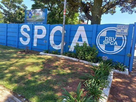 Benoni SPCA operating as normal amid distemper outbreak | Benoni City Times