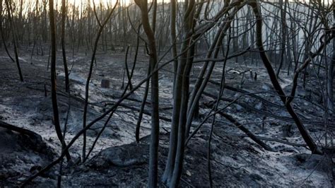 Los Incendios En Europa Queman La Segunda Mayor Superficie Registrada