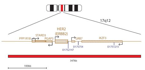 Cytocell Her2 Erbb2 Amplification Fish Probe Ogt