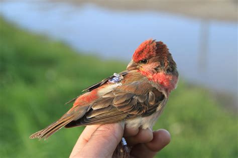 Researchers offer new insights on bird migration