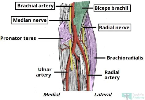 Antecubital Fossa | Anatomy and Structure