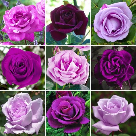 Purple Potted Rose Garden Plant For Sale Free Uk Delivery Over £50