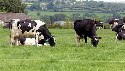 Dairy Optimum Grazing Stocking Rate In Mid Season Teagasc