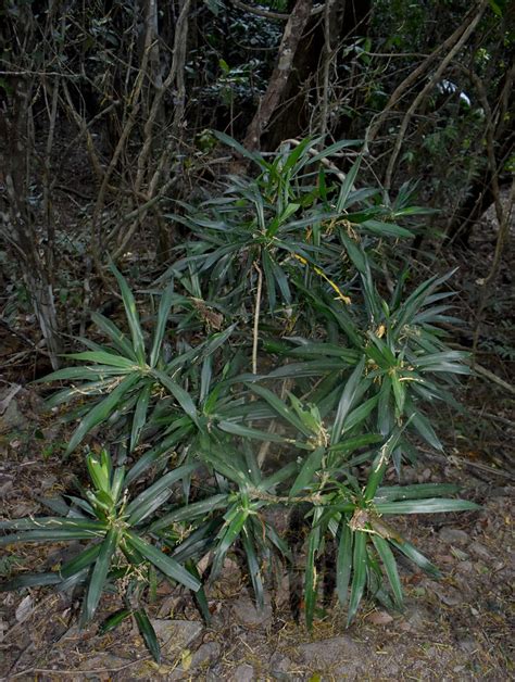 Pleomele Angustifolia Mt Whitfield Cairns QLD 08 04 23 Flickr