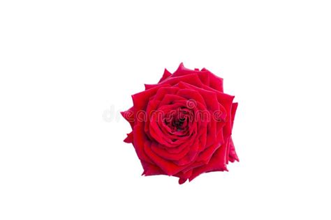 Red Single Rose on White Background Stock Image - Image of space ...