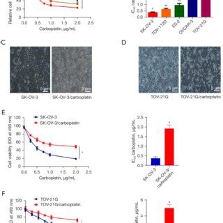 Characterization Of Carboplatin Resistance In SK OV 3 Carboplatin And