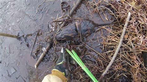 How To Trap Muskrat Trap Under Ice Youtube