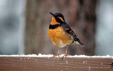 Varied Thrush Winter Birds Of Alberta INaturalist Canada