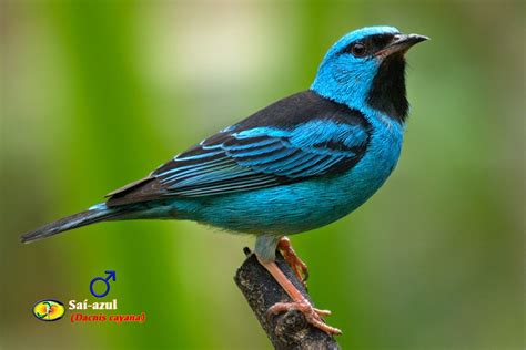 Passarinho Azul E Preto