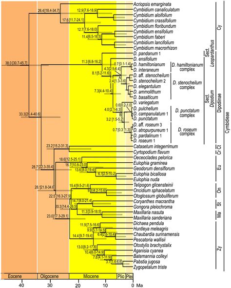 Frontiers Plastid Phylogenomics Reveals Evolutionary Relationships In